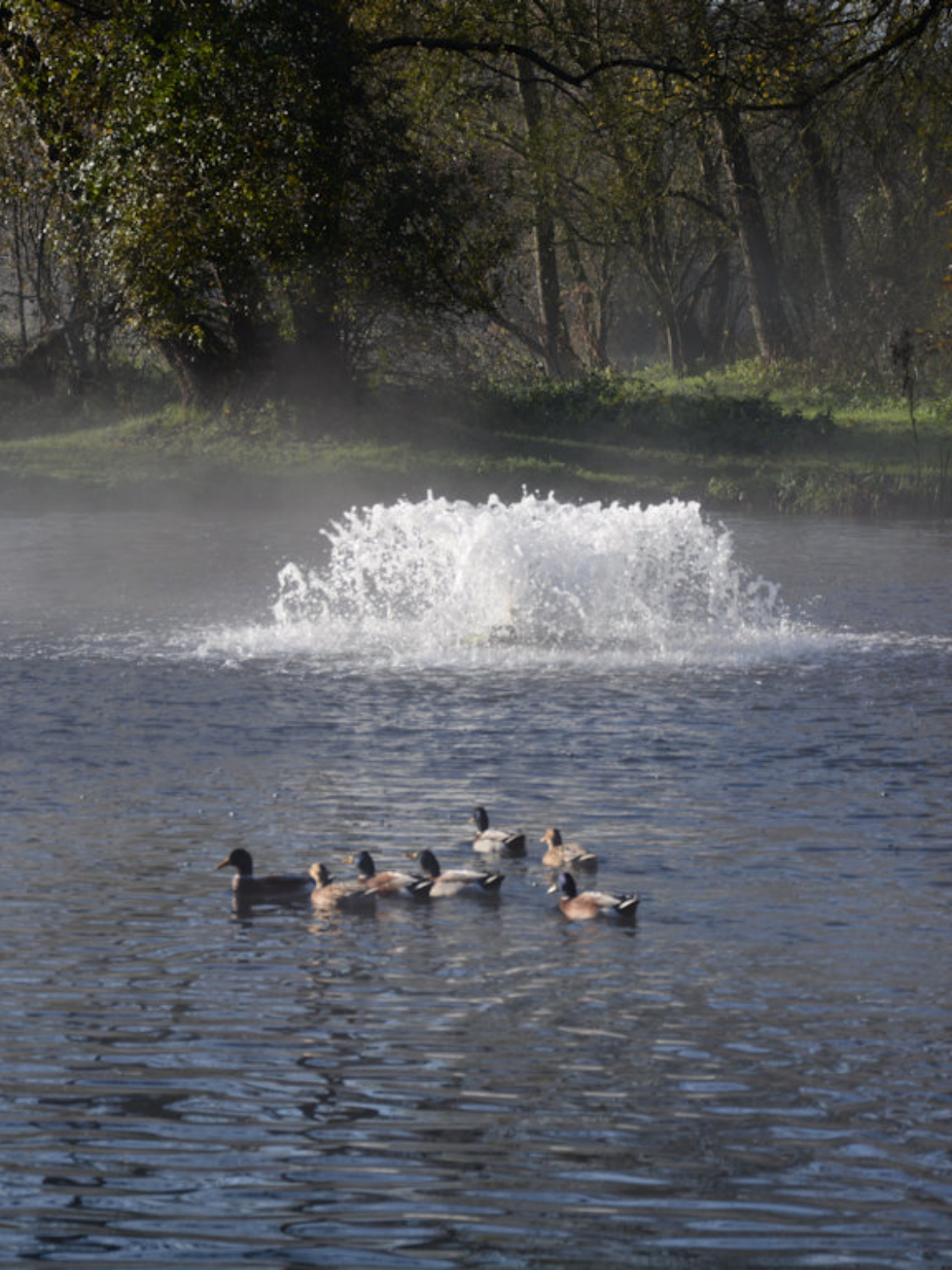 aérateur de plan d'eau, étang et bassin